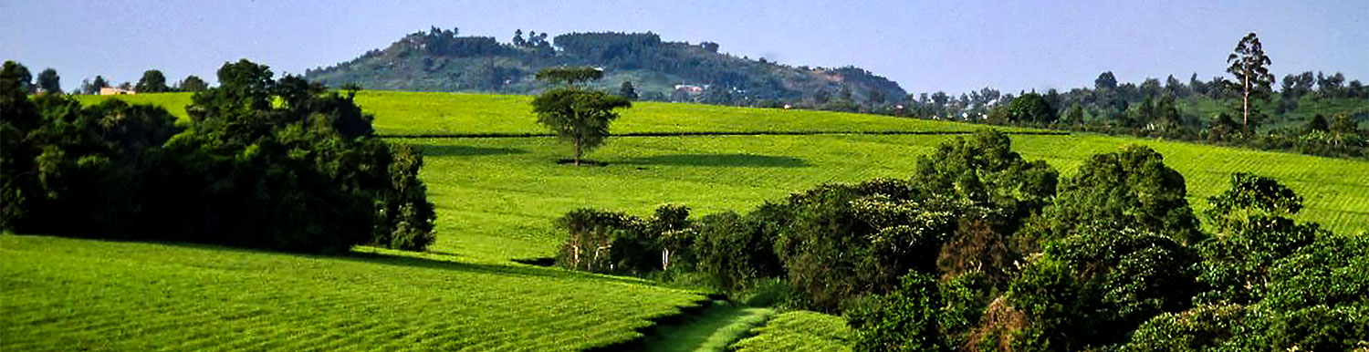 A section of Mwenge Tea Estate