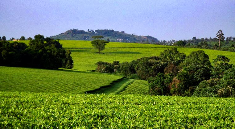 Mwenge Tea Estate