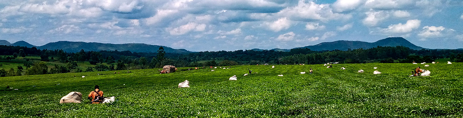 A section of Mwenge Tea Estate